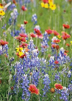 All Native Texas/Oklahoma Wildflower Mix - 3352