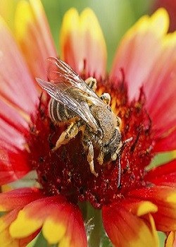 Pollinator Mix - 3353