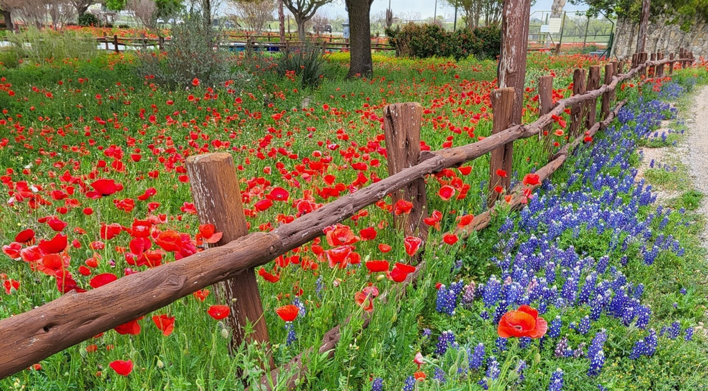 Wildflower Celebration