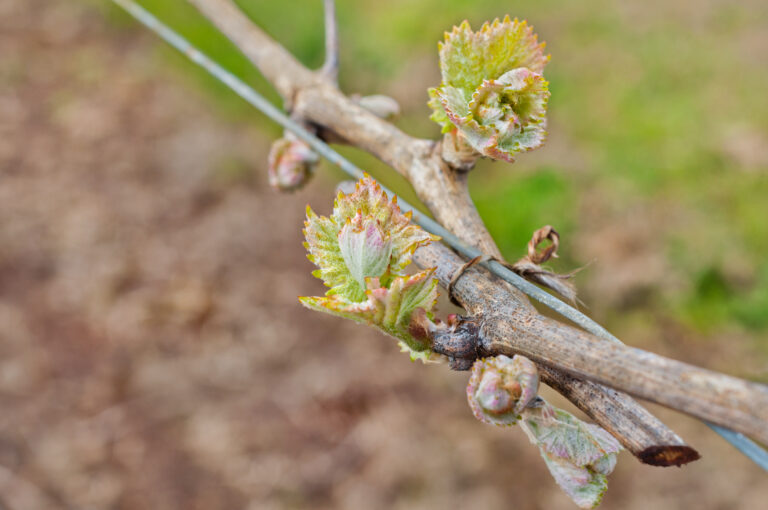 A Bud Break Festival: Bloom & Vine