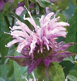 Wild Bergamot/Bee Balm - 3256