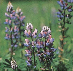 Arroyo Lupine - 3327