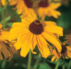 Black-Eyed Susan - 3239