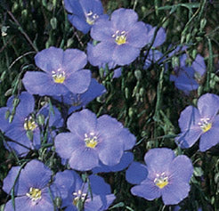 Blue Flax - 3225