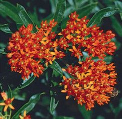 Butterfly Milkweed - 3314