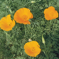 California Poppy - 3218