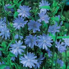 Chicory - 3208