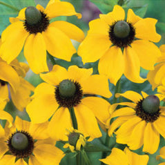 Clasping Coneflower - 3238