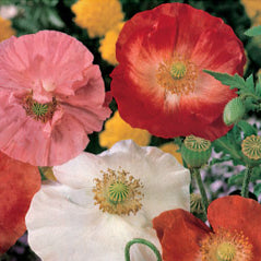 Corn Poppy - 3234