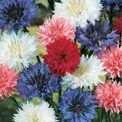 Cornflower/Bachelor's Button - 3203