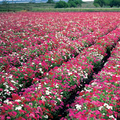 Drummond Phlox Blend - 3236M