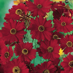 Dwarf Red Plains Coreopsis - 3211