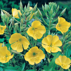 Evening Primrose - 3250