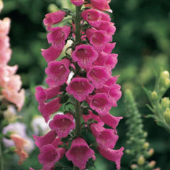 Foxglove - 3245