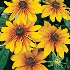 Gloriosa Daisy - 3204