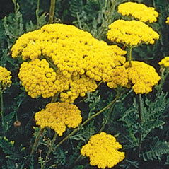 Gold Yarrow - 3323