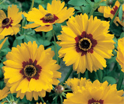 Golden-Wave Coreopsis - 3255