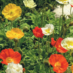 Iceland Poppy - 3311