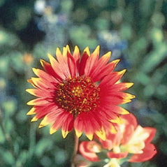 Indian Blanket/Firewheel - 3220