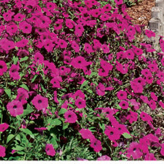 Laura Bush Petunia - 8882