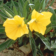 Missouri Primrose - 3259