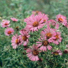 New England Aster - 3324