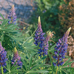 Perennial Lupine - 3248