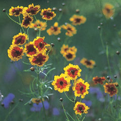 Plains Coreopsis/Calliopsis - 3212