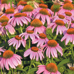 Purple Coneflower - 3217