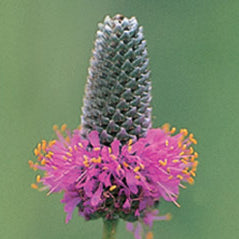 Purple Prairie Clover - 3333