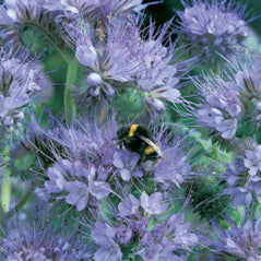 Purple Tansy/Lacy Phacelia - 3334