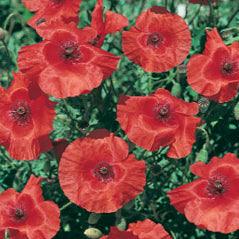 Red Corn Poppy - 3222