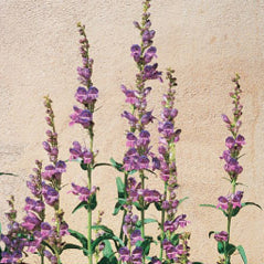 Rocky Mountain Penstemon - 3260