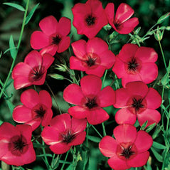 Scarlet Flax - 3226