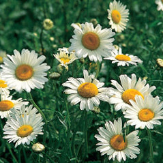 Shasta Daisy - 3207