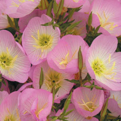 Showy Primrose - 3233