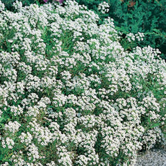 Sweet Alyssum - 3227