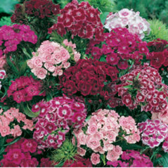 Sweet William - 3312