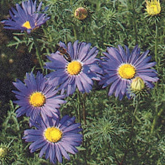 Tahoka Daisy/Prairie Aster - 3320