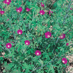 Tall Poppy Mallow - 3209