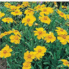 Tickseed/Lance-leaved Coreopsis - 3210