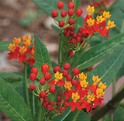 Tropical Milkweed - 3701