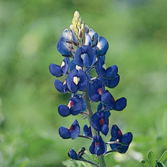 Texas Bluebonnet - 3228