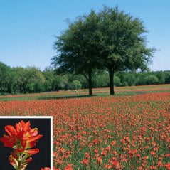 Texas Paintbrush - 3202