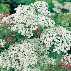 Yarrow - 3201