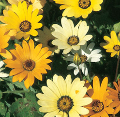 African Daisy - 3216