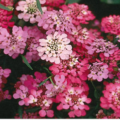 Candytuft - 3313