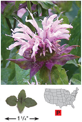 Wild Bergamot/Bee Balm - 3256