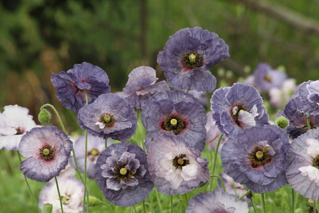 Amazing Grey Poppy - 3235