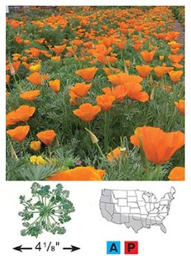 California Poppy - 3218